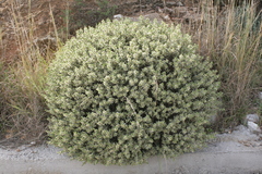 Thymelaea tartonraira argentea
