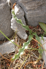 Colchicum variegatum