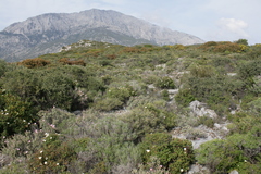 Cistus salviifolius