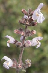 Salvia fruticosa
