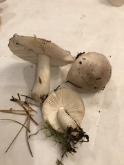 Russula stuntzii
