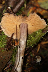 Cortinarius