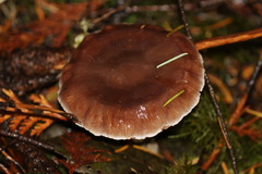 Cortinarius