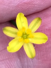 Tricoryne