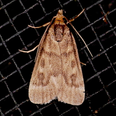 Loxostegopsis polle
