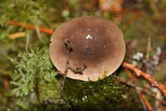 Lactarius pseudomucidus