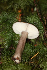 Lactarius pseudomucidus
