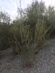 Salix exigua hindsiana