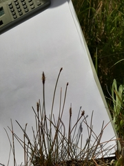 Eleocharis acuta