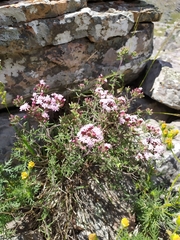 Stevia satureiifolia