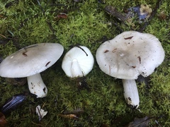 Russula stuntzii