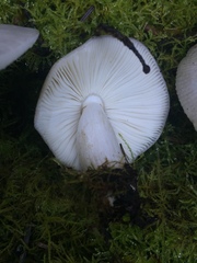 Russula stuntzii