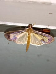 Mesocondyla