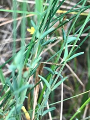 Tricoryne