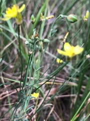 Tricoryne
