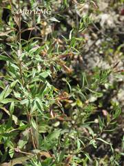 Steviopsis thyrsiflora