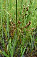 Juncus balticus littoralis