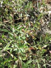 Steviopsis thyrsiflora
