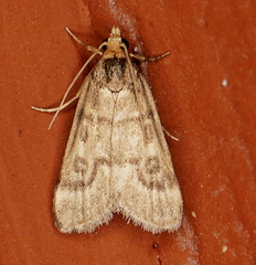 Loxostegopsis polle