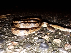 Leptodeira ashmeadii