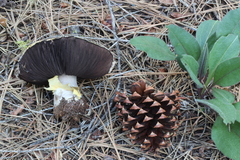 Agaricus moronii