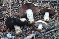 Agaricus moronii