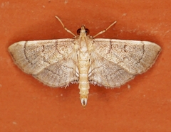 Salbia