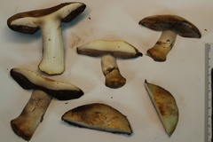Agaricus moronii