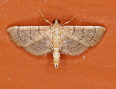 Salbia