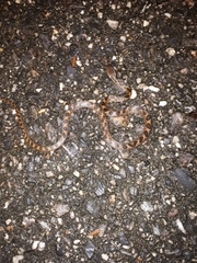 Leptodeira ashmeadii