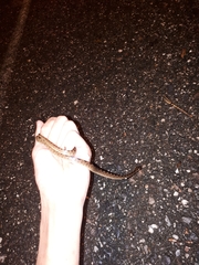 Leptodeira ashmeadii