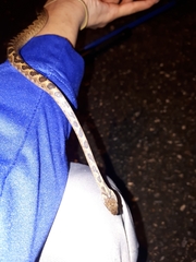 Leptodeira ashmeadii