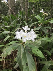 Cordia taguahyensis