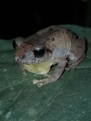 Pristimantis taeniatus