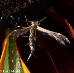 Dejongia lobidactylus