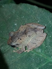 Pristimantis taeniatus