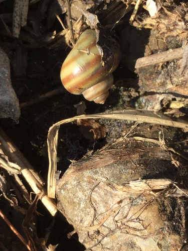 Callinina georgiana