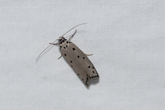 Ethmia heptasema