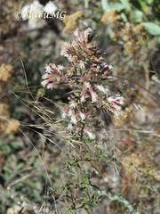 Steviopsis thyrsiflora