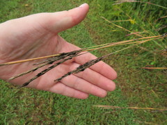 Epicoccum andropogonis