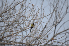Parus major