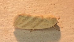 Earias paralella