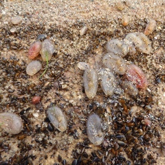 Ascidiella aspersa