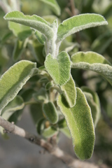 Salvia fruticosa