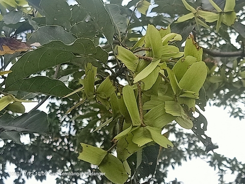 Terminalia calamansanai (Terminalia calamansanai)