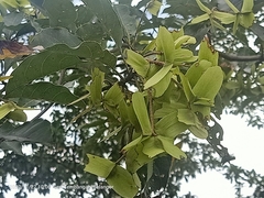 Terminalia calamansanai