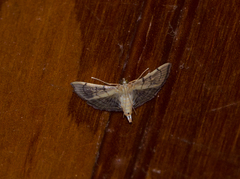 Salbia flabellalis