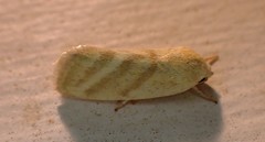 Earias paralella