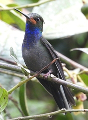 Urochroa bougueri