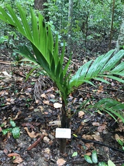 Areca vestiaria